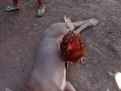 Bahaya Lihat Foto Ini Sekilas Bisa Salah Persepsi