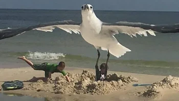 BUrung raksasa. Foto: Reddit