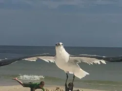 Bahaya Lihat Foto Ini Sekilas Bisa Salah Persepsi