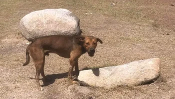 Anjing ini seolah menggendong batu. Foto: Reddit