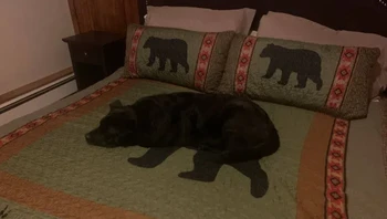 Itu bukan beruang, tapi... Foto: Reddit