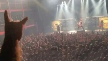 Bukan kucing nonton konser. Foto: Reddit