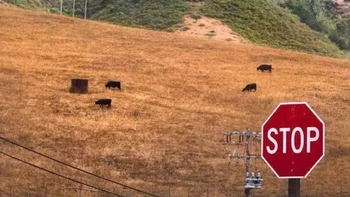 Ini satu gambar loh. Foto: Reddit