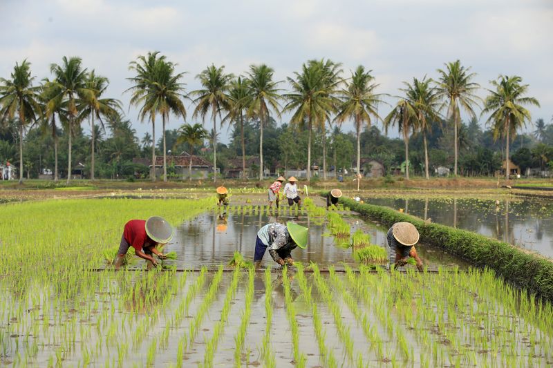 Ilustrasi Sawah dan Petani