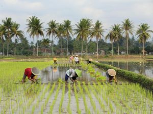 Pertanian Jabar di Bawah Bayang-bayang Kesenjangan Ekonomi dan Pinjol