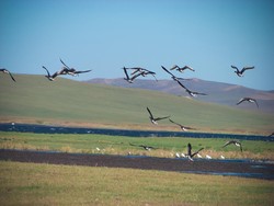 Kenapa Hewan Bisa Prediksi Bencana Alam, Ini Penjelasannya