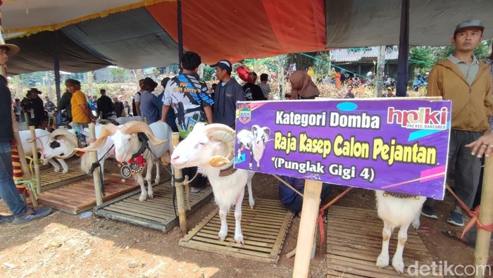 Kontes ternak domba dalam Pesta Patok di Ciamis