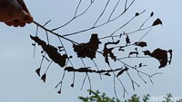 Tidak hanya melukis wajah. Rijalullah juga melukis objek lain seperti peta nusantara.