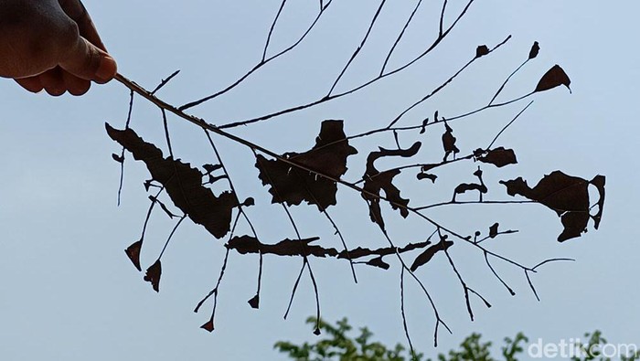 Lukisan Tokoh Dari Daun Jati