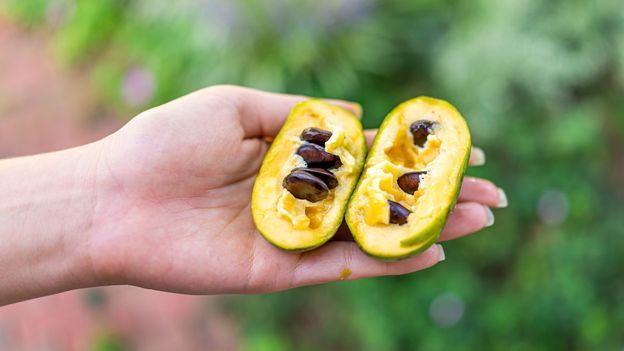 Mirip Pepaya, Buah Langka Ini Disebut Sebagai Buah yang Terlupakan