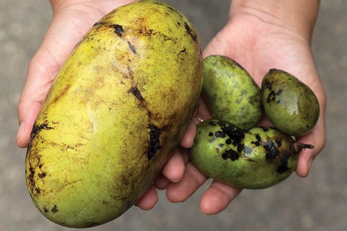 Mirip Pepaya, Buah Langka Ini Disebut Sebagai Buah yang Terlupakan
