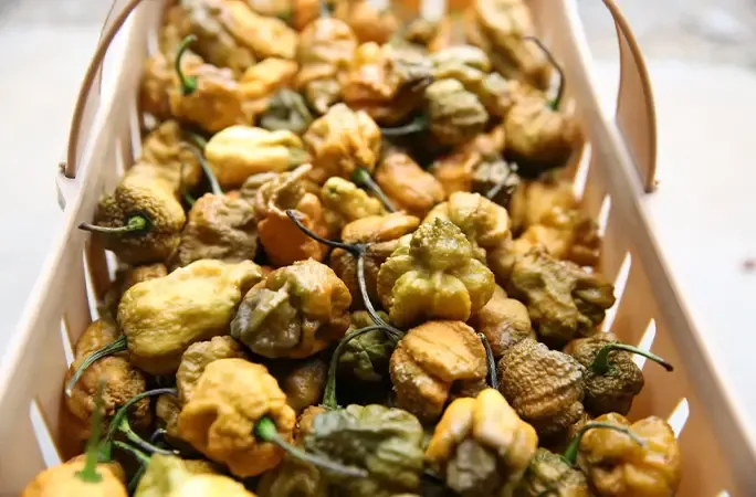 Pepper X, cabai terpedas di dunia
