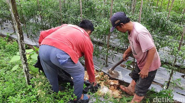 Petani Sanipah, Kecamatan Samboja, KabupatenKutai Kartanegara.