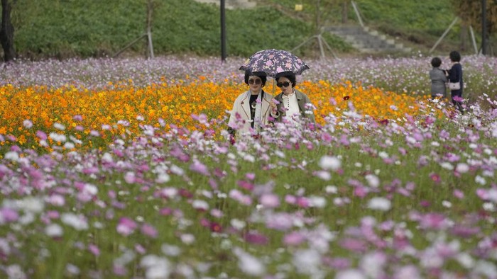South Korea Daily Life A visitor holds her smartphone in a field of blooming cosmos flowers in Goyang, South Korea, Wednesday, Oct. 18, 2023. (AP Photo/Lee Jin-man)