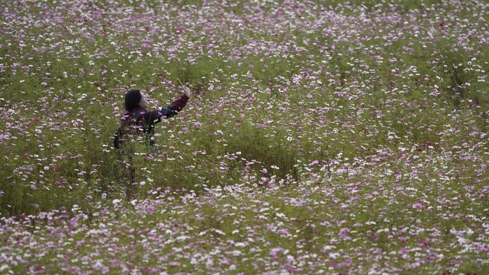 South Korea Daily Life A visitor holds her smartphone in a field of blooming cosmos flowers in Goyang, South Korea, Wednesday, Oct. 18, 2023. (AP Photo/Lee Jin-man)