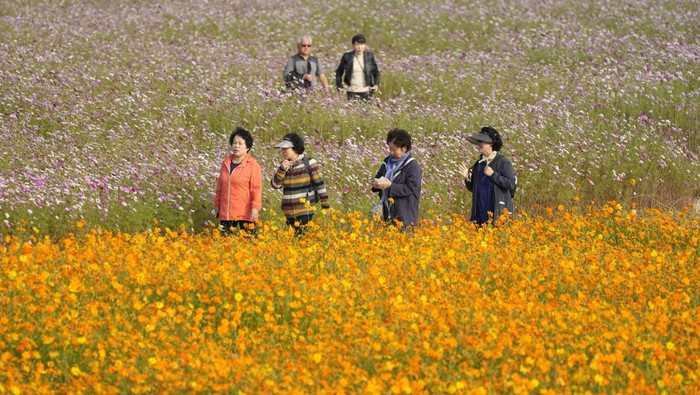 South Korea Daily Life A visitor holds her smartphone in a field of blooming cosmos flowers in Goyang, South Korea, Wednesday, Oct. 18, 2023. (AP Photo/Lee Jin-man)