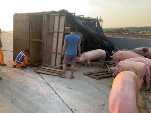 Truk Terguling di Tol Nganjuk, Babi yang Dimuat Berhamburan Penuhi Jalan