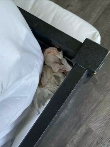 Unggahan housekeeping viral ada tamu yang membuang panty liner di celah kasur. Unggahan housekeeping viral ada tamu yang membuang panty liner di celah kasur.