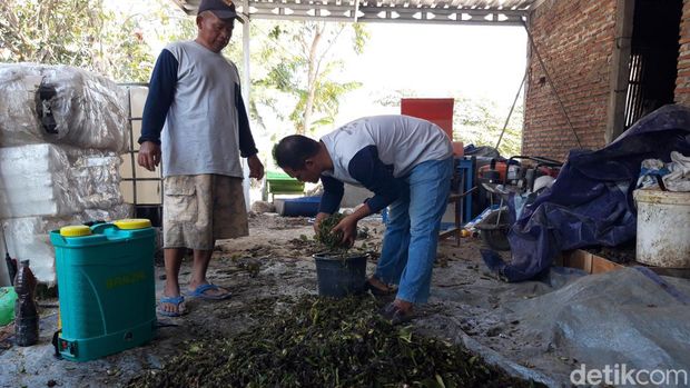 Warga Dukuh Turibang, Desa Sobokerto, Kecamatan Ngemplak, Kabupaten Boyolali, memanfaatkan eceng gondok Waduk Cengklik untuk biogas. Foto diunggah pada Kamis (19/10/2023).