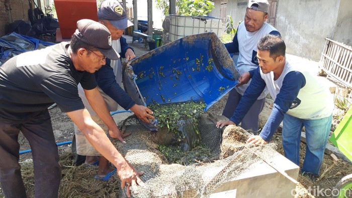 Warga Dukuh Turibang, Desa Sobokerto, Kecamatan Ngemplak, Kabupaten Boyolali, memanfaatkan eceng gondok Waduk Cengklik untuk biogas. Foto diunggah pada Kamis (19/10/2023).