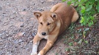 Anjing liar di desa Doi Inthanon Park.