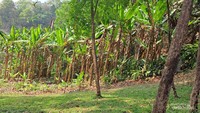 Hutan di Doi Inthanon Park.