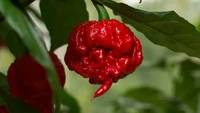 Dimulai dari yang paling populer yaitu Carolina Reaper. Cabai yang bentuknya bulat ini memiliki tingkat kepedasan hingga 2,2 juta SHU. Foto: Pepper Head