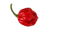 Masih dari varian 7 pot, ada juga 7 Pot Red yang konon sering digunakan dalam racikan sup. Hati-hati! Pedasnya bisa mencapai 1 juta SHU. Foto: Pepper Head