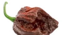 Cabai bernama 7 Pot Douglah tak hanya disebut sebagai cabai terpedas saja. Tetapi cabai dengan 1,8 juta SHu ini juga dianggap sebagai cabai dengan rasa paling enak. : Pepper Head