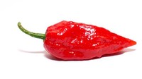 Ghost Pepper yang kini populer sebagai perasa keripik ternyata tingkat kepedasannya 1 juta SHU. Padahal ukurannya tak pernah lebih besar dari pada ibu jari orang dewasa. Foto: Pepper Head
