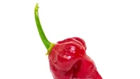 Bentuknya disebut mirip dengan huruf T sehingga cabai ini diberi nama Trinidad Scorpion Butch T. Tingkat kepedasannya mencapai 1,46 juta SHU. Foto: Pepper Head