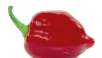 Tampak mulus seperti paprika kecil, cabai Red Savina Habanero ini tak kalah membakar mulut. Kadar kepedasannya menyentuh angka 500.000 SHU. Foto: Pepper Head