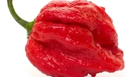 Dibalik bentuknya yang kurang menarik, cabai 7 Pot Barrackpore mengandung kepedasan 1 juta SHU. Cabai ini berasal dari kota Chaguanas, Trinidad and Tobago. Foto: Pepper Head