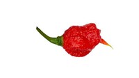 Walaupun ukurannya kecil tetapi cabai bernama 7 Pot Primo ini tak bisa dikesampingkan. Tingkat kepedasannya menyentuh 1,4 juta SHU, lho! Foto: Pepper Head