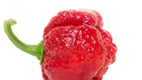 Trinidad Moruga Scorpion dikatakan memiliki sengatan padas layaknya sengatan kalajengking. Satu gigitan cabai ini mengandung 2 juta SHU. Foto: Pepper Head