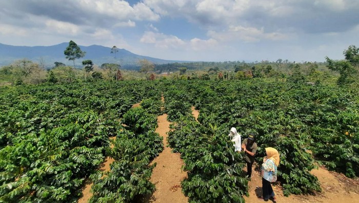 Kebun kopi di Lampung.