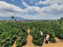 Metode Penanaman Sistem Pagar Tingkatkan Produksi Petani Kopi di Lampung