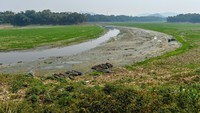 Kekeringan ini juga berdampak pada pertanian di kawasan sungai.