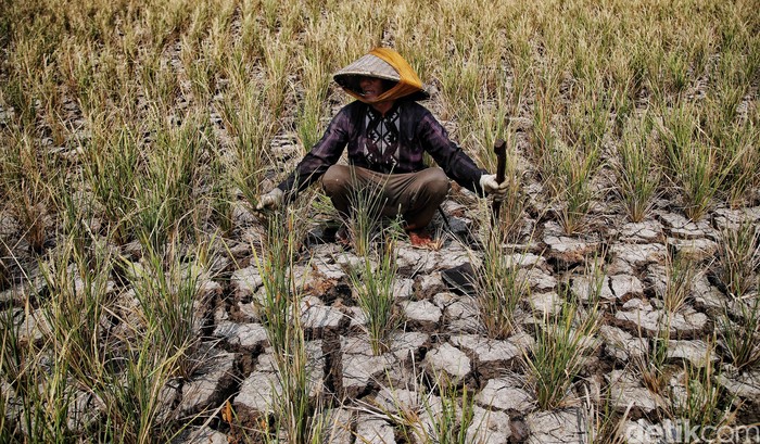 Kekeringan parah juga melanda Kabupaten Bekasi, Jawa Barat. Tak hanya petani yang merana, warga juga harus menelan pil pahit karena langkanya air, sawahnya kering dan gagal panen. 
Kekeringan yang terjadi di wilayah Kabupaten Bekasi dan sekitarnya juga membuat beberapa alirasn sungai seperti Cisadane dan Bendungan Katulampa mengalami penurunan debit muka air yang cukup parah.