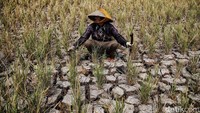 Secara rinci, BMKG memperkirakan 36,93 persen wilayah Indonesia mengalami curah hujan kategori rendah (0 - 100 mm/bulan); 57,09 persen diprakirakan menengah (100 - 300 mm/bulan); dan 5,98 persen diprakirakan mengalami curah hujan kategori tinggi hingga sangat tinggi (>300 mm/bulan).