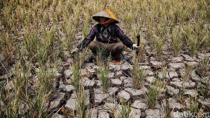 Kekeringan parah juga melanda Kabupaten Bekasi, Jawa Barat. Tak hanya petani yang merana, warga juga harus menelan pil pahit karena langkanya air, sawahnya kering dan gagal panen. 
Kekeringan yang terjadi di wilayah Kabupaten Bekasi dan sekitarnya juga membuat beberapa alirasn sungai seperti Cisadane dan Bendungan Katulampa mengalami penurunan debit muka air yang cukup parah.