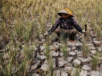 Apa Penyebab El Nino? Ini Asal Mula Fenomena Panas Itu