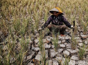 El Nino Godzilla Diprediksi Melanda Indonesia, Apa Dampaknya?