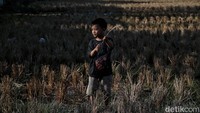 Kemarau dan kekeringan panjang membuat 3.618 hektare lahan persawahan ikut mati dan gagal panen. Kondisi ini membuat cemas ribuan petani karena terancam gagal tanam musim selanjutnya. Sejak musim kemarau mata air semakin jauh turun kebawah sehingga perlu di perdalam lagi untuk lubang sumurnya.