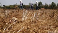 Pemerintah Kabupaten Bekasi, Jawa Barat menaikkan status darurat bencana kekeringan dari semula siaga menjadi tanggap bencana, menyusul perluasan wilayah terdampak sekaligus upaya percepatan penanganan bantuan secara lebih masif. BRIN menyebut bahwa kondisi kemarau ini terjadi karena puncak dua fenomena iklim, El Nino dan Indian Ocean Dipole (IOD) yang akan mencapai puncaknya pada Oktober 2023.