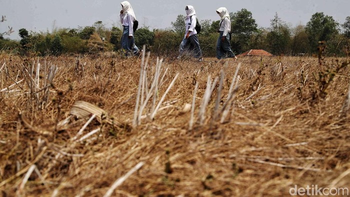 Kekeringan parah juga melanda Kabupaten Bekasi, Jawa Barat. Tak hanya petani yang merana, warga juga harus menelan pil pahit karena langkanya air, sawahnya kering dan gagal panen.
Kekeringan yang terjadi di wilayah Kabupaten Bekasi dan sekitarnya