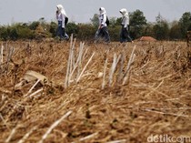 Darurat Mitigasi Perubahan Iklim Menghadapi El Nino Godzilla