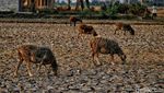 Kemarau Panjang Tak Berkesudahan, Bekasi Hadapi Kekeringan