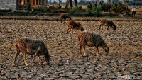 Hewan-hewan ini mencari makan di sawah yang kering di Desa Utan Kampung Asem. Kondisi cuaca ekstrem akibat El Nino, seperti suhu yang tinggi dan kekurangan air, dapat menyebabkan penurunan kualitas tanaman. Buah-buahan dan sayuran yang tumbuh dalam kondisi tidak ideal cenderung memiliki ukuran yang lebih kecil, rasa yang kurang enak, dan kualitas buruk secara keseluruhan.
