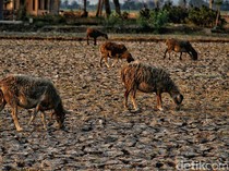 Indonesia Berpotensi Alami Gorila El Nino? Periset BRIN Ungkap Begini